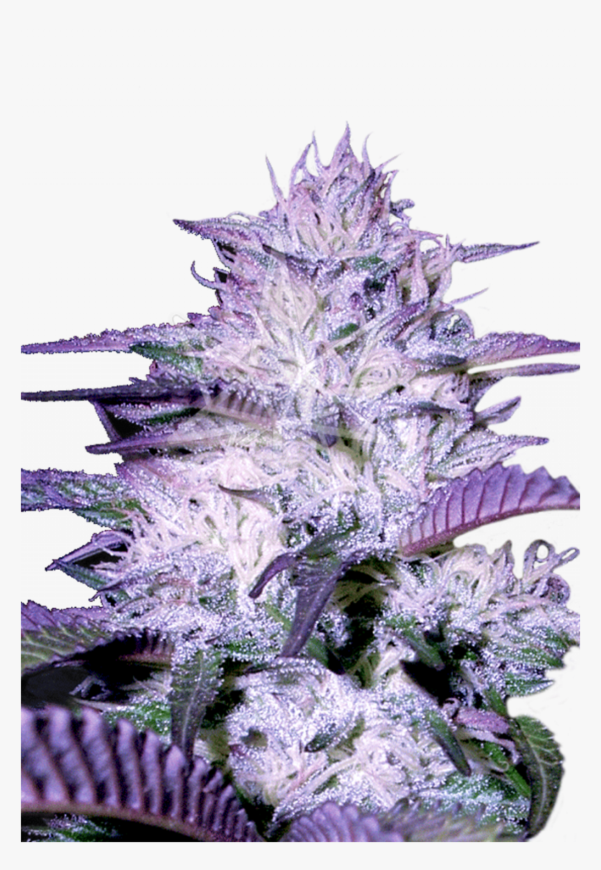 Purple Kush Autoflower Seeds - Godfather Og, HD Png Download, Free Download