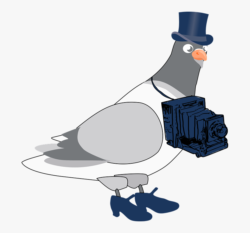 Pigeon, Photographer, Cartoon, Funny, Hat, Bird - Cartoon Pigeon Png, Transparent Png, Free Download