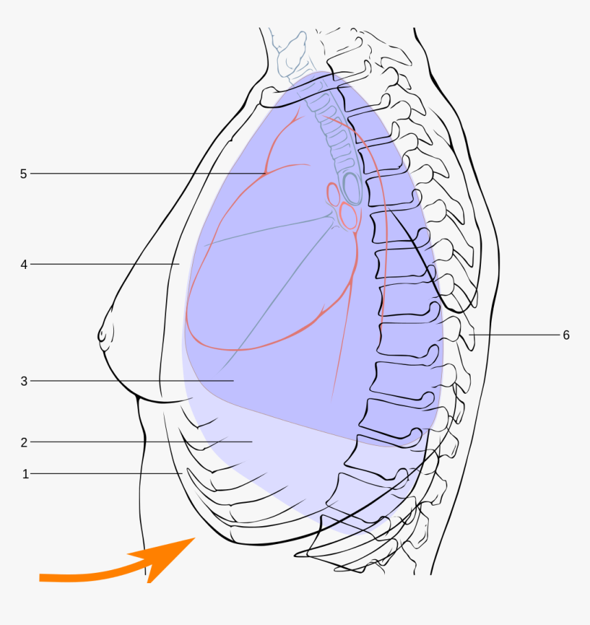 Diagram, HD Png Download, Free Download