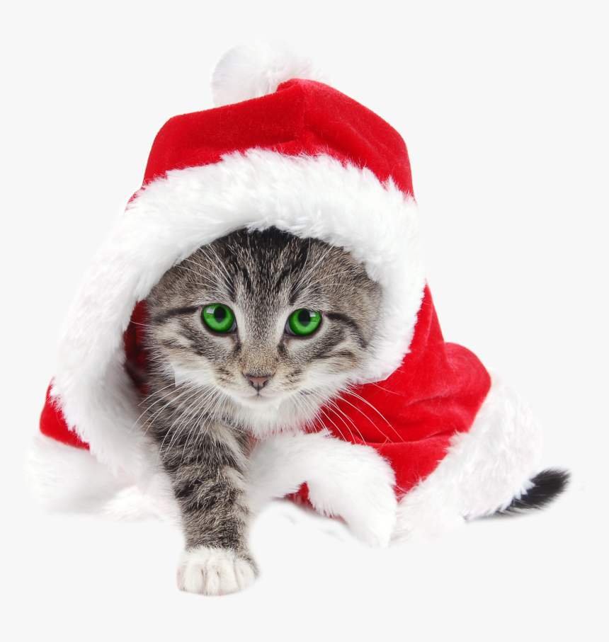 Ineed Files Collection Merry - Transparent Cat Santa Hat, HD Png Download, Free Download