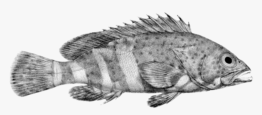 Epinephelus Stoliczkae - Cichla, HD Png Download, Free Download