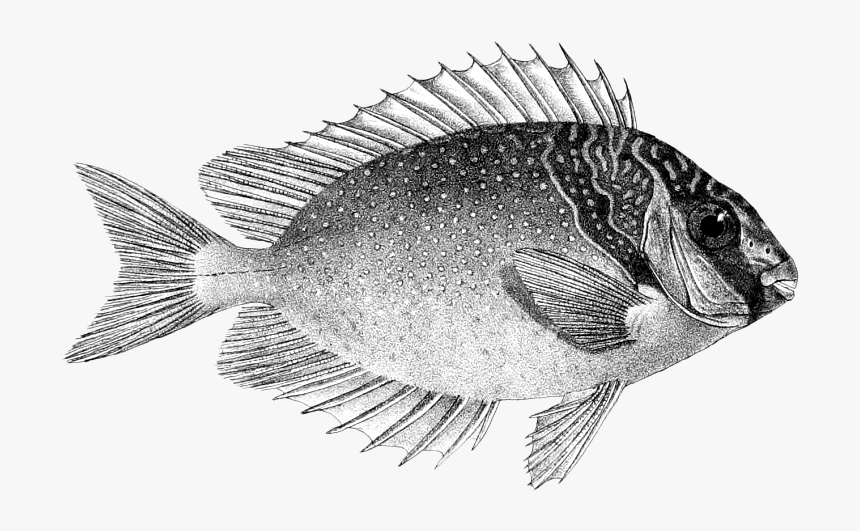 Siganus Virgatus - Sole, HD Png Download, Free Download