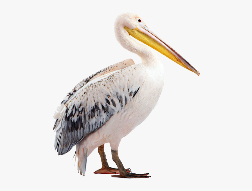Pelican Beak Fauna Wildlife - Pellicano Png, Transparent Png, Free Download