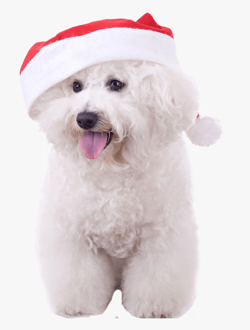 Clip Art Bichon Frise With Nail - Bichon Frise, HD Png Download, Free Download