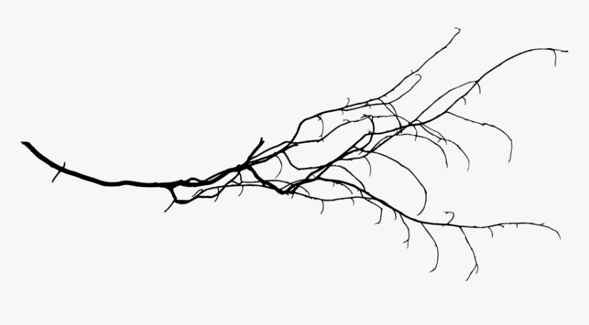 Clip Art Branch Png - Transparent Tree Branch Png, Png Download, Free Download