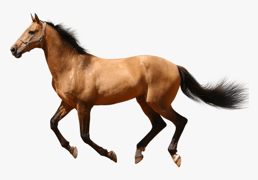 Transparent Horse Png - Running Transparent Background Horse Png, Png Download, Free Download
