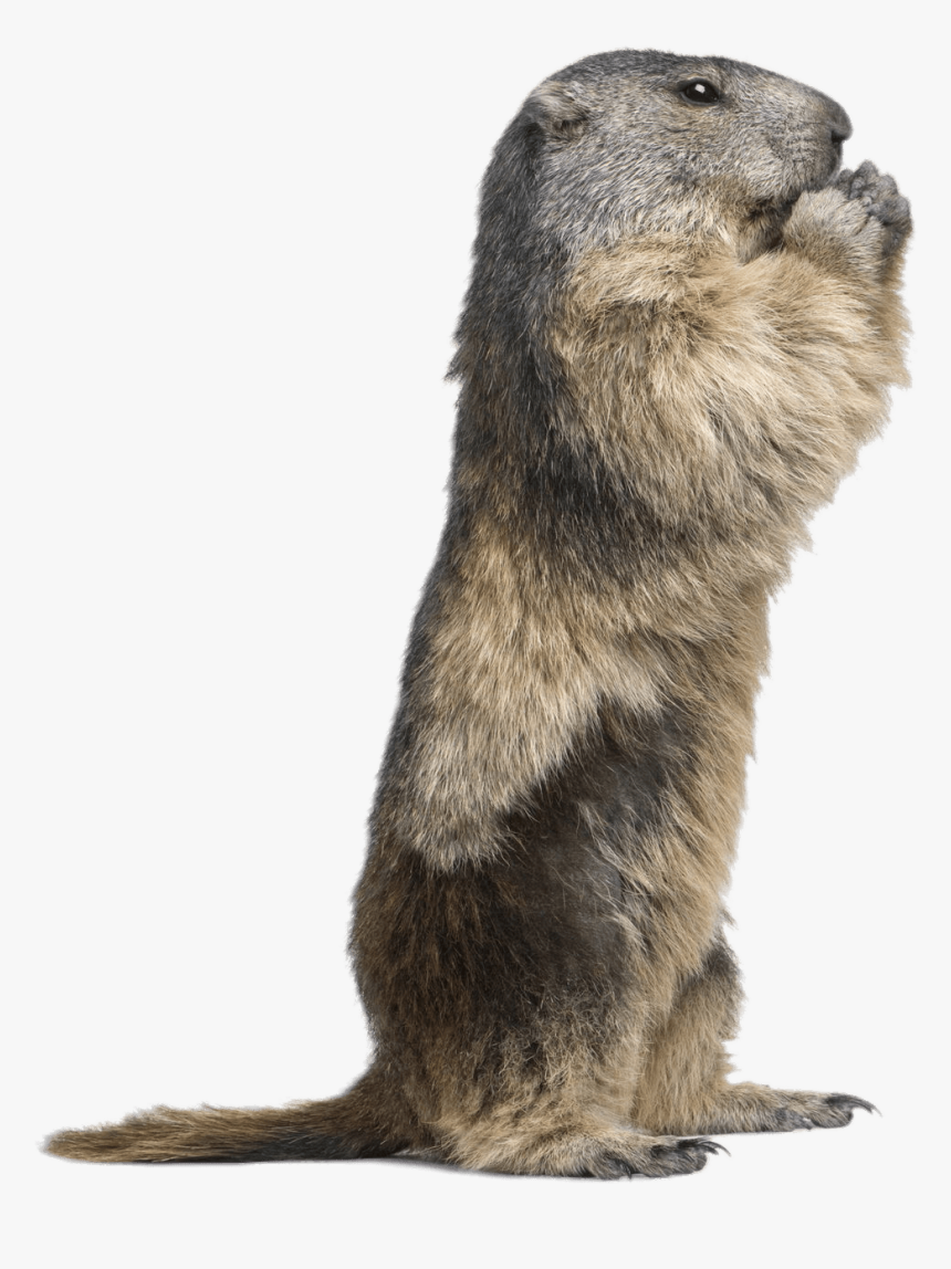 Standing Groundhog - Animal That Looks Like A Groundhog, HD Png Download, Free Download