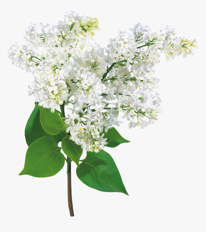 Flores Pequeñas Blancas Png, Transparent Png, Free Download