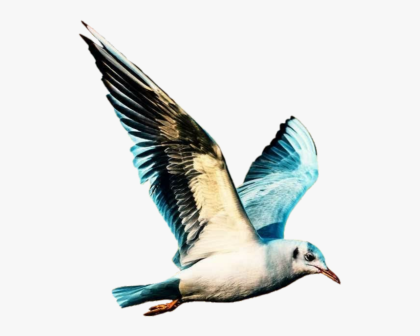 #ave #passaro #passarinho #adesivo #sticker #bird #bird - Water Bird, HD Png Download, Free Download
