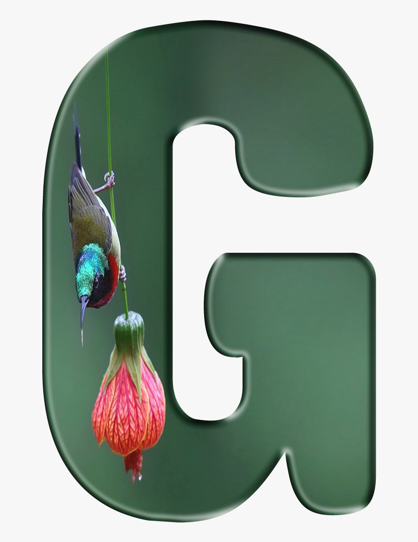 Hummingbird, HD Png Download, Free Download