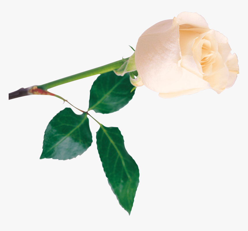 Rosas Blancas - Garden Roses, HD Png Download, Free Download
