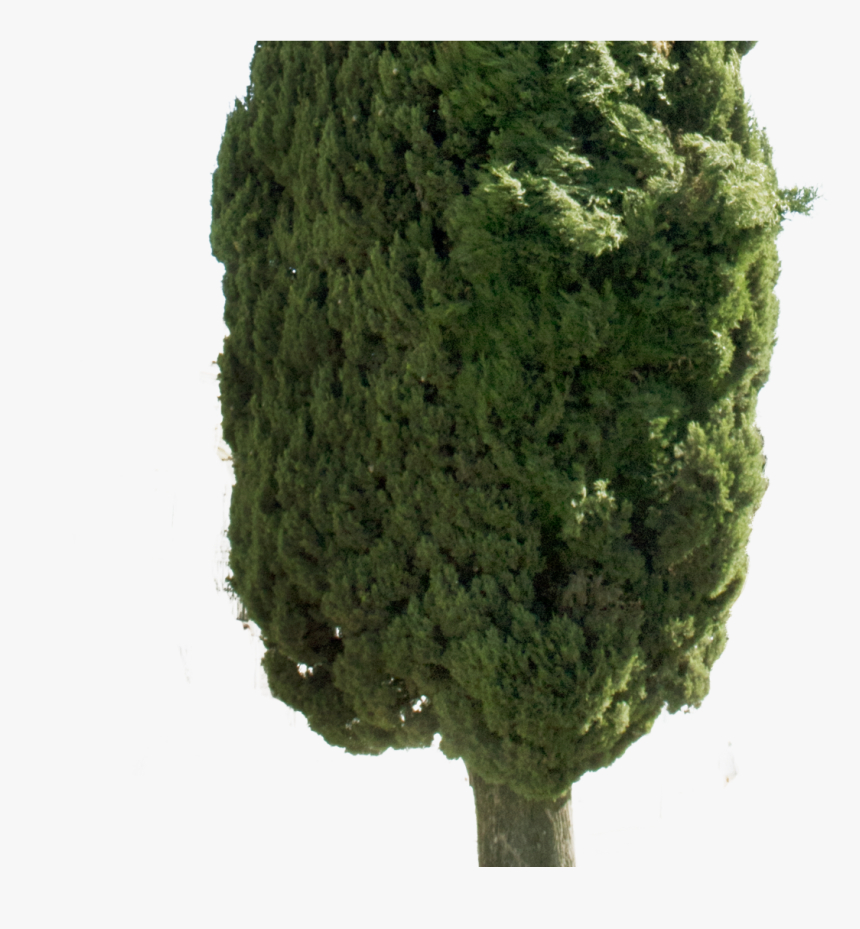 Transparent Cypress Tree Png - Cipres Png, Png Download, Free Download