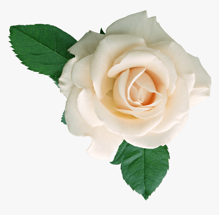 Rosas Blancas - Свадебные Рамки Для Фотошопа, HD Png Download, Free Download