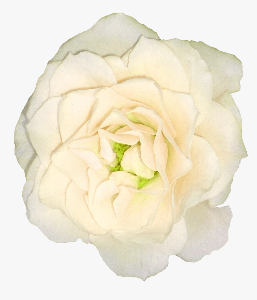 Rosas Blancas - Floribunda, HD Png Download, Free Download