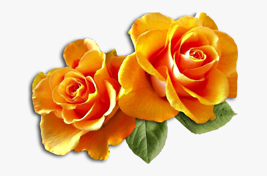 Hybrid Tea Rose, HD Png Download, Free Download