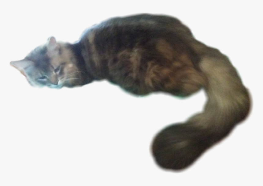 #my #cat #laying #down #kitty #big #tail #bigtail #fluffy - Cat Laying Down Transparent, HD Png Download, Free Download