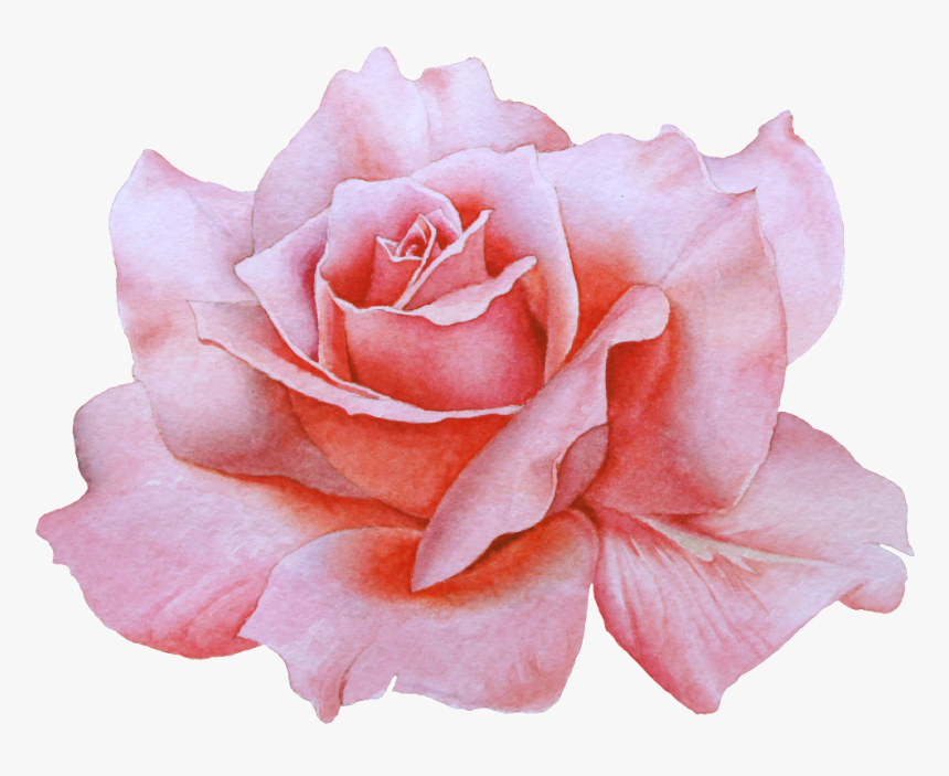 Hand Drawn A Blooming Rose Png Transparent - Rose Painting Transparent Background, Png Download, Free Download