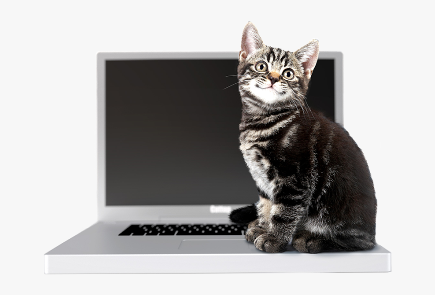 Cat Using Computer Transparent, HD Png Download, Free Download
