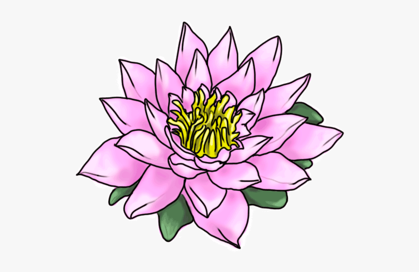 How To Draw Nelumbo - Tropical Rainforest Flowers Drawings, HD Png Download, Free Download