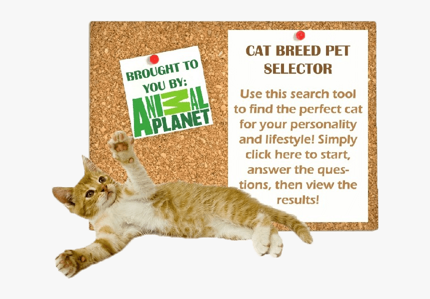 Cat Breed Selector - Animal Planet, HD Png Download, Free Download