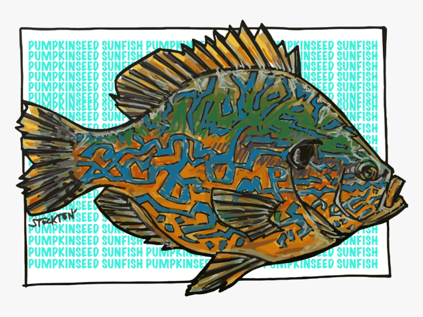 Pumpkinfish Midwestflyfishingexpopin, HD Png Download, Free Download