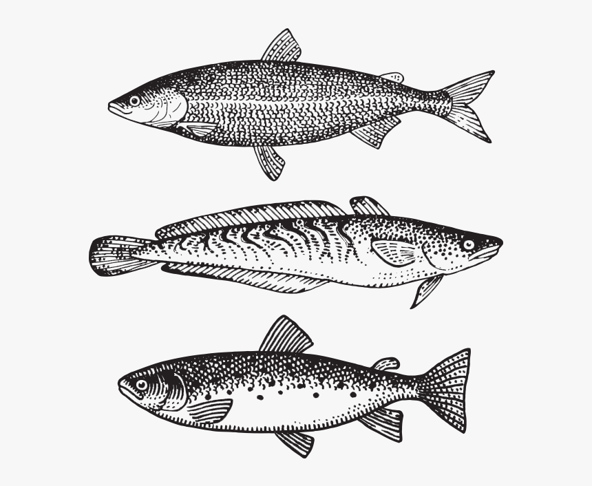 Fish Illustration Vintage Png, Transparent Png, Free Download