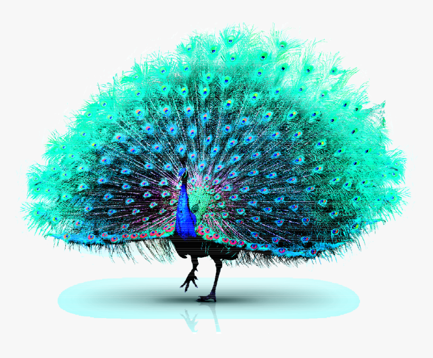 Asiatic Peafowl Green Peafowl - Peacock Transparent, HD Png Download, Free Download