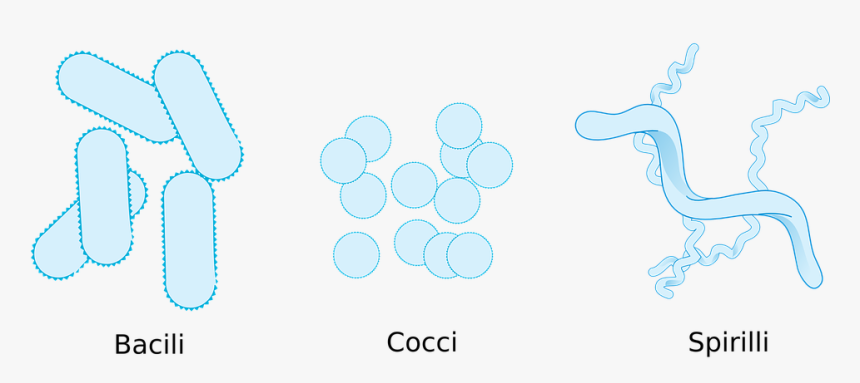 Bacteria, HD Png Download, Free Download