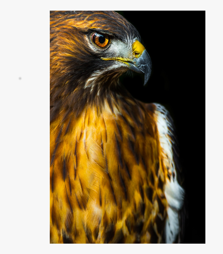 Red-tailed Hawk, HD Png Download, Free Download