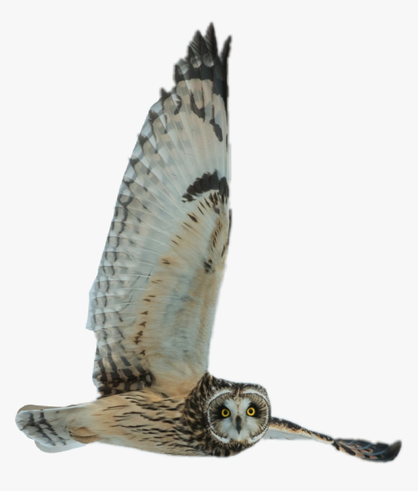 Transparent Hawks Clipart - Owl, HD Png Download, Free Download