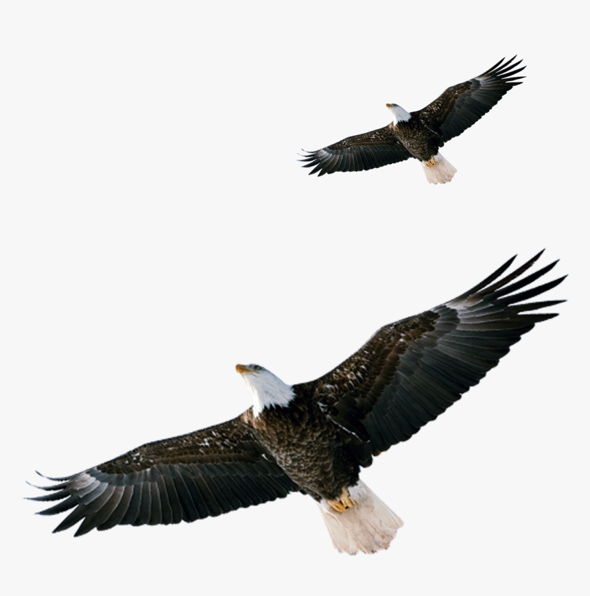 Eagle, HD Png Download, Free Download