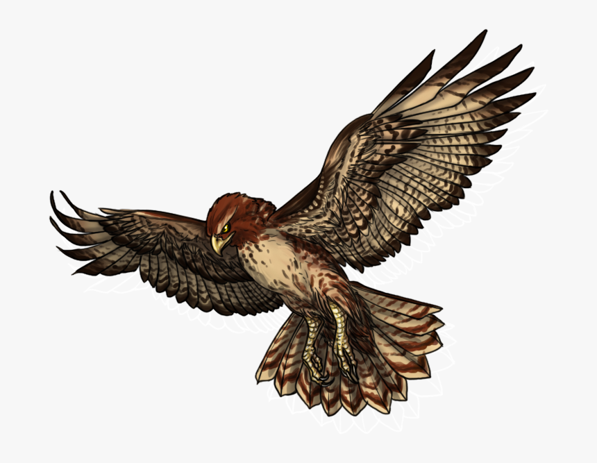 Red-hawk - Golden Eagle, HD Png Download, Free Download