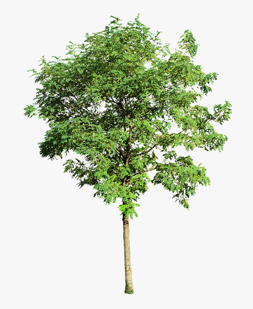 Mango Tree Image Png, Transparent Png, Free Download