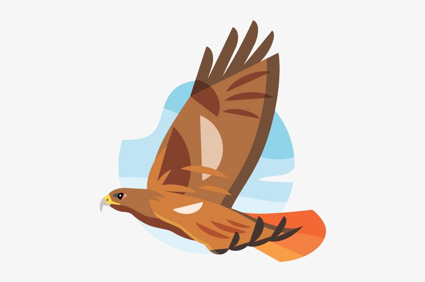 Red Tailed Hawk Png, Transparent Png, Free Download