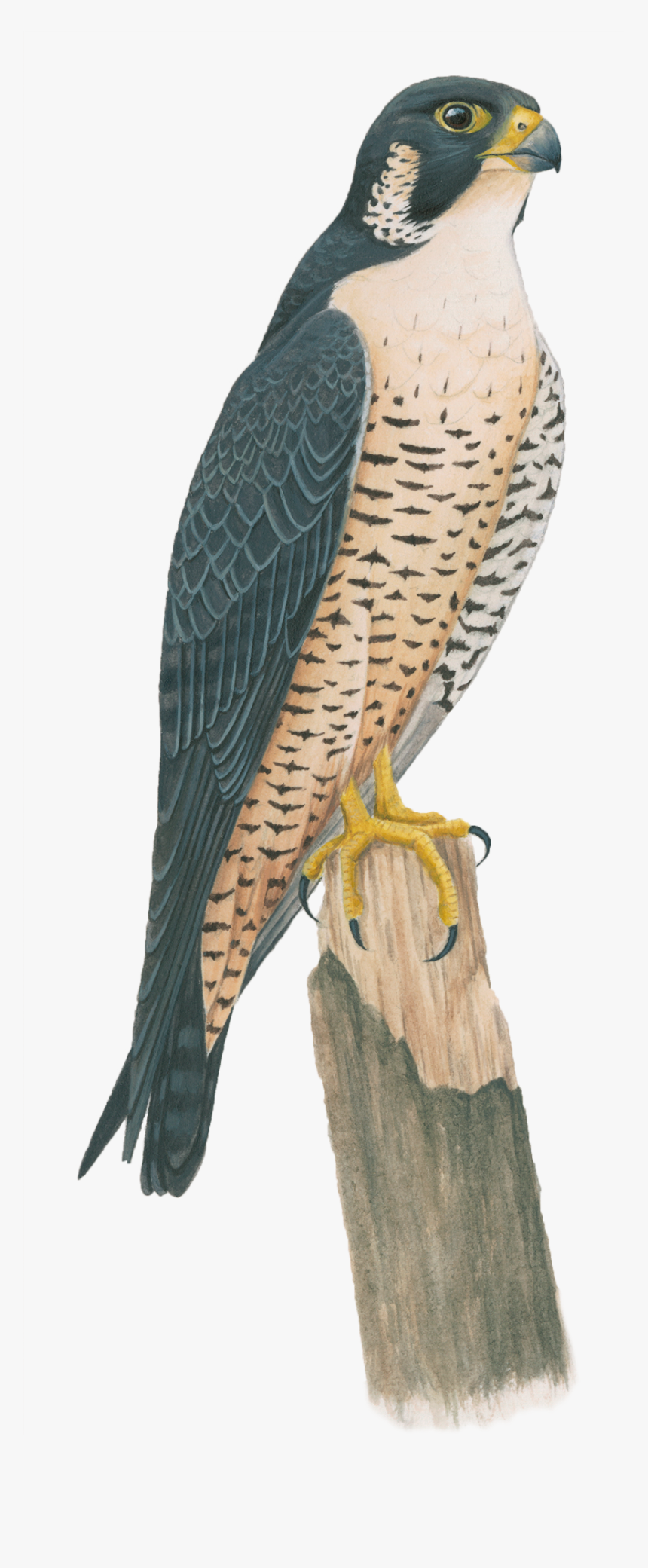 Bird,peregrine Falcon,cooper"s Hawk,falcon,sharp Shinned - Cartoon Peregrine Falcon, HD Png Download, Free Download