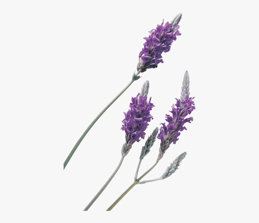 Lavender Transparent Background, HD Png Download, Free Download