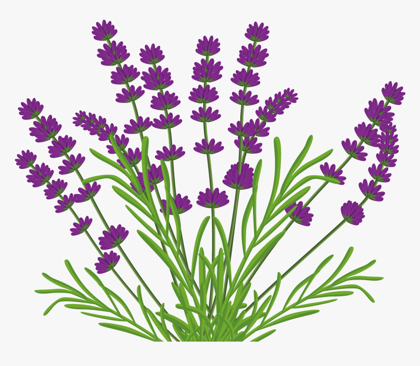 French Lavender Tattoo - Lavender Vector Png, Transparent Png, Free Download