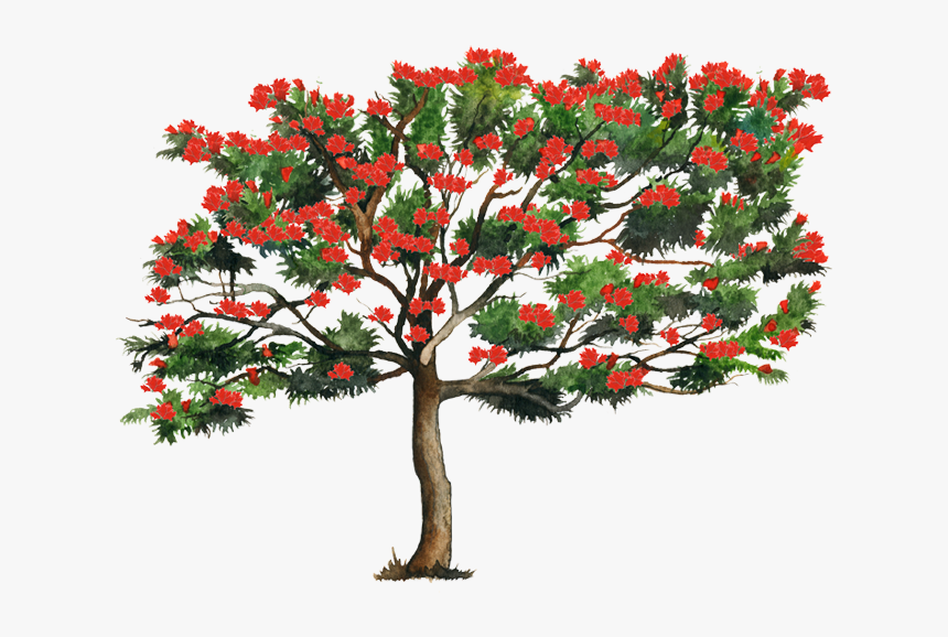 Spathodea Tree Png, Transparent Png, Free Download