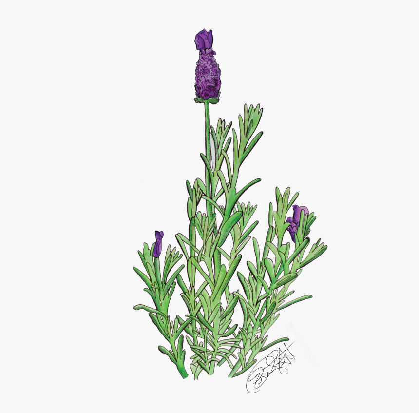 French Lavender, HD Png Download, Free Download