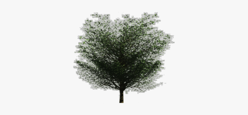 Mexican Pinyon, HD Png Download, Free Download