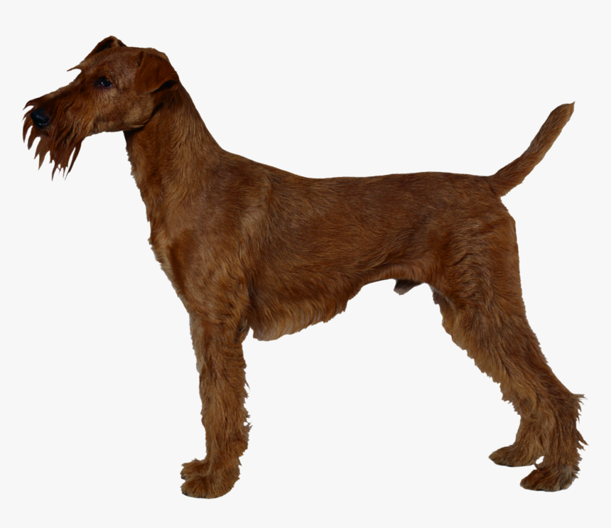 Background Dogs Dog Transparent - Irish Terrier, HD Png Download, Free Download
