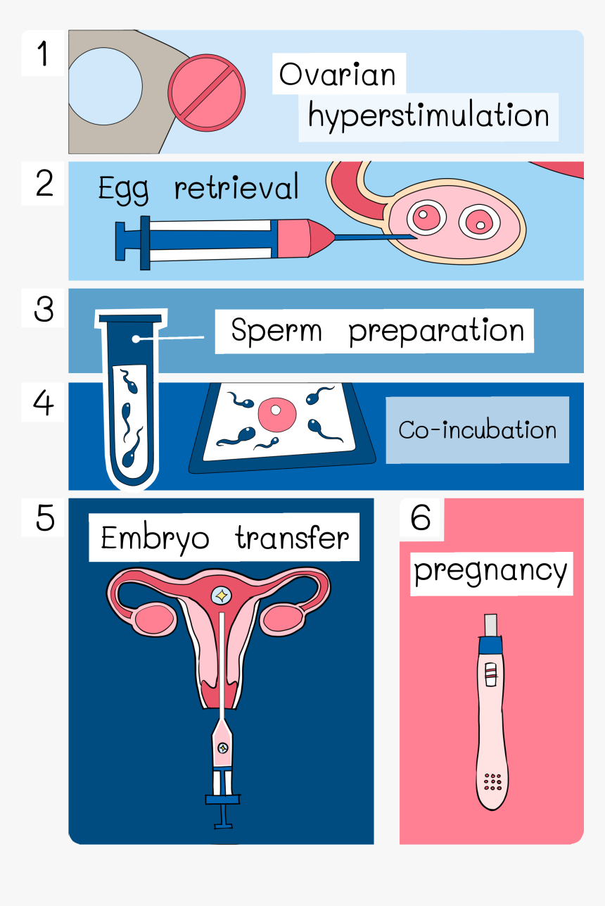 Transparent Sperm Png - Ivf Process Flow Chart, Png Download, Free Download