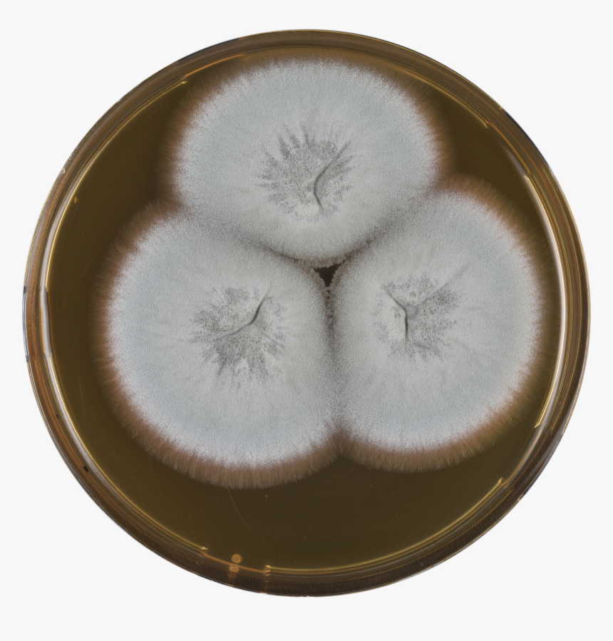 Aspergillus Paleaceus Meaox - Metal, HD Png Download, Free Download