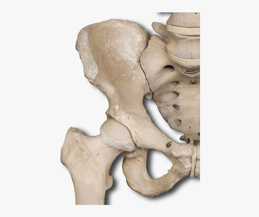 Real Pelvic Girdle Bones, HD Png Download, Free Download