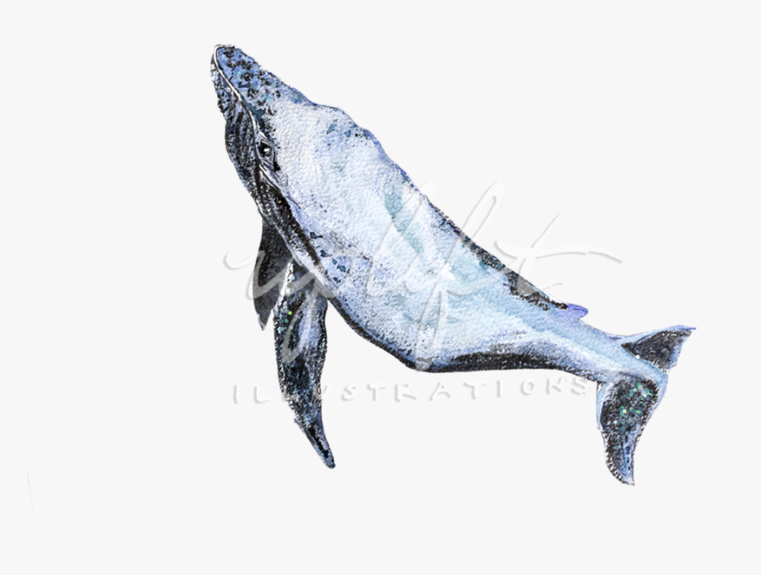 Whales , Png Download, Transparent Png, Free Download