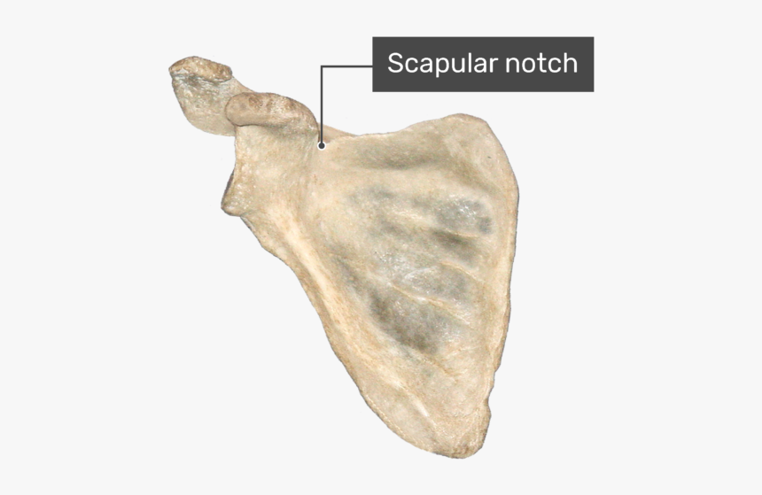 Anterior Scapula Bone With Labeled Scapular Notch - Scapula Bone, HD Png Download, Free Download