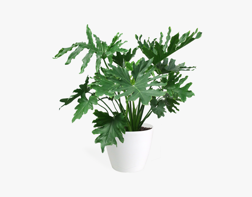 Transparent Monstera Png - Philodendron Png, Png Download, Free Download