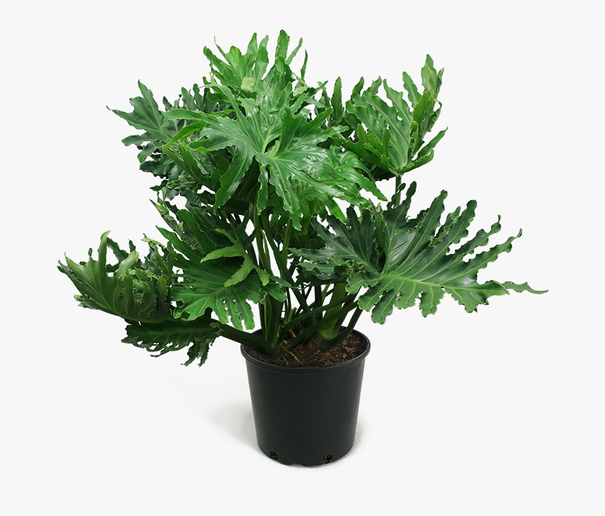 Philodendron Selloum Large, HD Png Download, Free Download