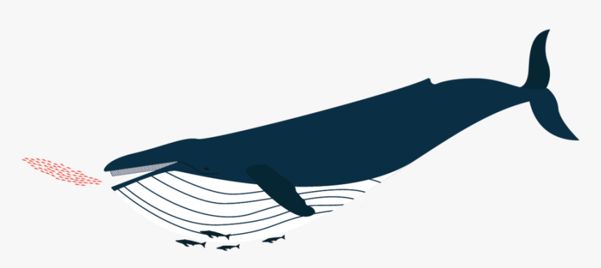 Baleendesign Illustration Humpbackwhale Krill, HD Png Download, Free Download