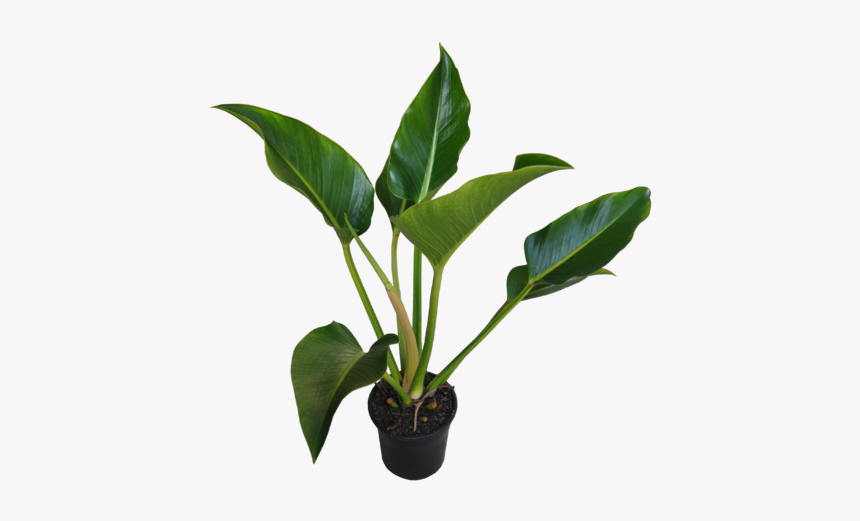 Philodendron Congo, HD Png Download, Free Download